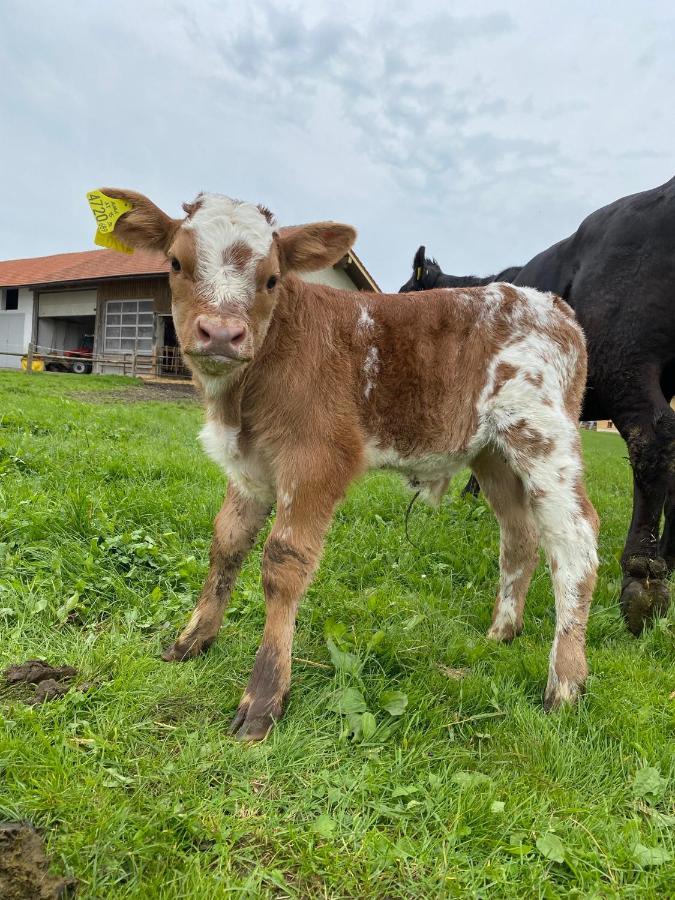 Biohof-Feichtinger Apartman Zell am Moos Kültér fotó